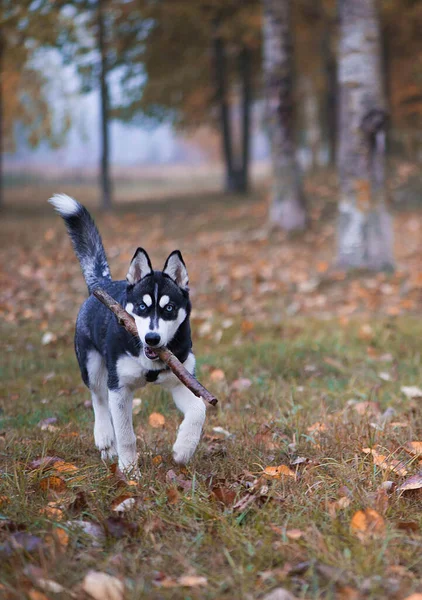 Bonito Cão Husky Siberiano Com Olhos Azuis — Fotografia de Stock