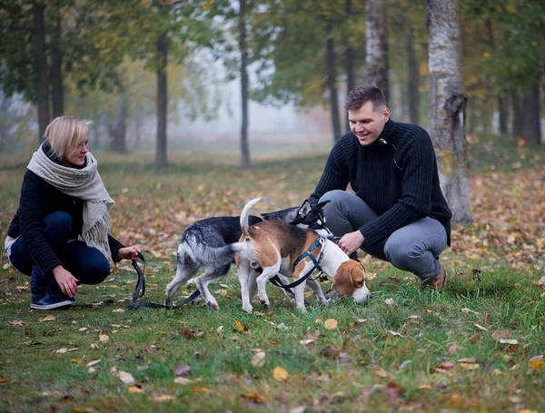 Tierbesitzer Mit Sibirischen Huskys Und Beagle Hunden Amüsieren Sich Einem — Stockfoto