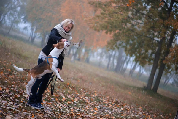 Wanita Muda Dengan Anjing Beagle Bahagia Berjalan Dan Bermain Daun — Stok Foto