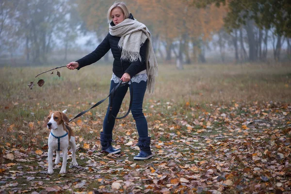 Mladá Žena Šťastným Bígl Pes Chůze Hraní Podzim Listí — Stock fotografie