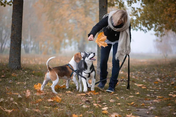 Sonbahar yapraklarında oynayan iki köpeği olan genç bir hayvan sahibi.