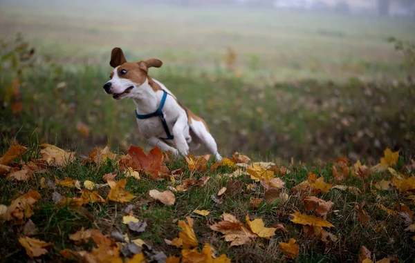 Glücklich Lustiger Beagle Hund Läuft Herbstwiese Oder Park — Stockfoto