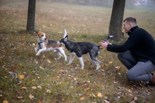 Sonbahar parkında köpeği olan genç bir hayvan sahibi.