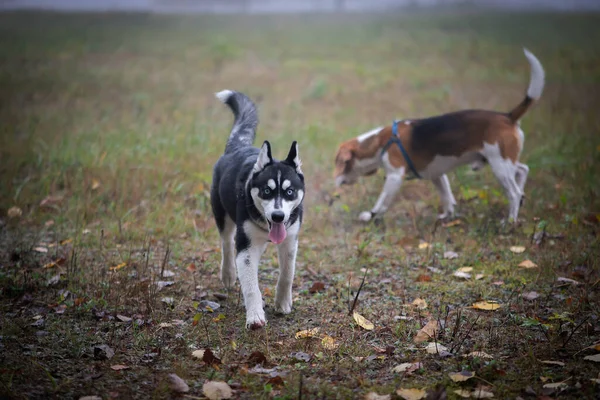 Dos Perros Felices Beagle Husky Siberiano Corriendo Jugando Parque Otoño —  Fotos de Stock