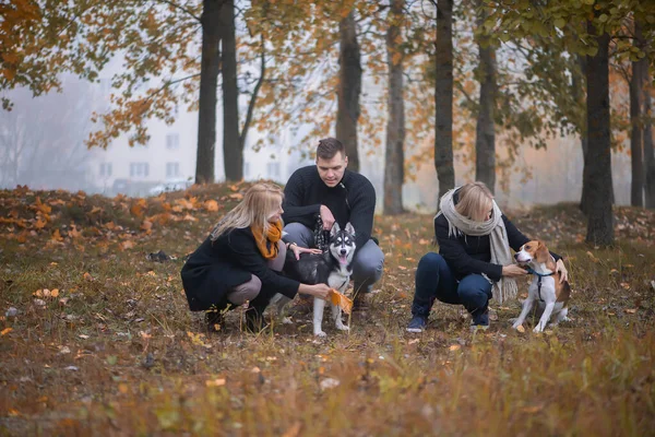 Tierbesitzer Mit Sibirischen Huskys Und Beagle Hunden Amüsieren Sich Einem — Stockfoto