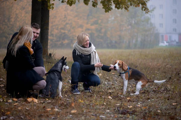 Majitelé Domácích Mazlíčků Sibiřskými Husky Beagle Psy Užívají Městském Parku — Stock fotografie
