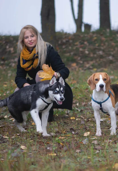 Mladá Žena Pet Majitel Dvěma Psy Hrát Podzim Listy — Stock fotografie