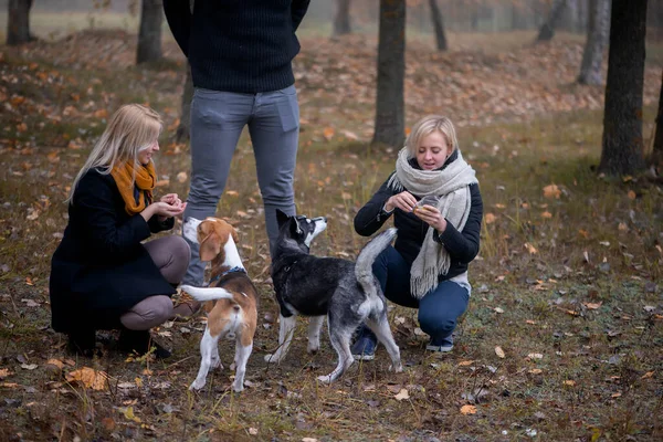 Majitelé Domácích Mazlíčků Sibiřskými Husky Beagle Psy Užívají Městském Parku — Stock fotografie