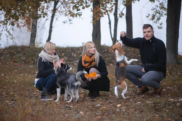 Les Propriétaires Animaux Compagnie Avec Husky Sibérien Chiens Beagle Passer — Photo