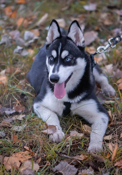 Bonito Cão Husky Siberiano Com Olhos Azuis — Fotografia de Stock