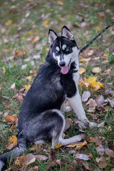 Bonito Cão Husky Siberiano Com Olhos Azuis — Fotografia de Stock