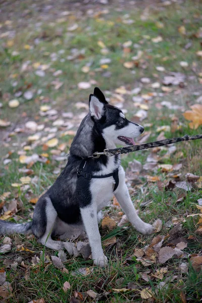 Bonito Cão Husky Siberiano Com Olhos Azuis — Fotografia de Stock