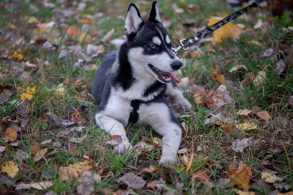 Bonito Cão Husky Siberiano Com Olhos Azuis — Fotografia de Stock