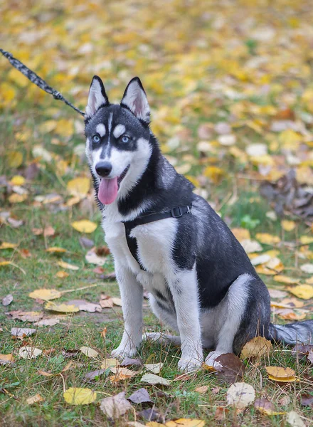 Bonito Cão Husky Siberiano Com Olhos Azuis — Fotografia de Stock