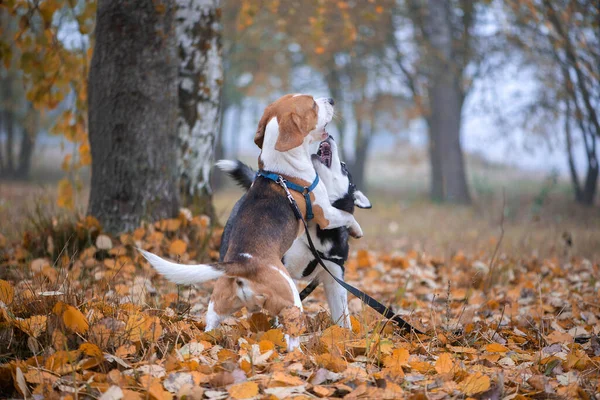 Dois Felizes Cães Beagle Siberiano Husky Correndo Jogando Parque Outono — Fotografia de Stock