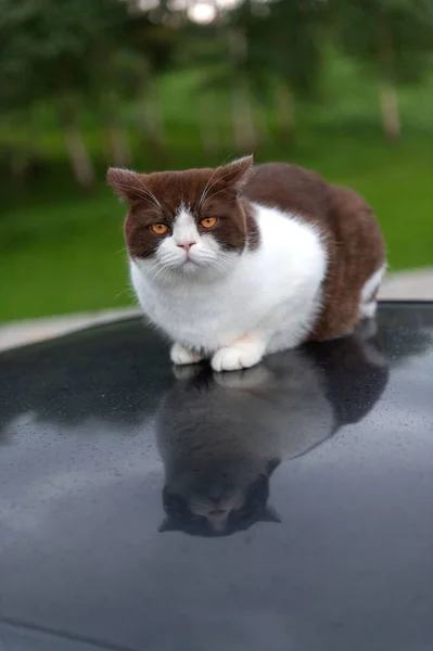 雨の日に車の屋根の上に座っている真剣にかわいい英国の短髪猫 — ストック写真