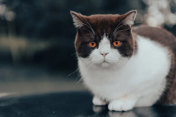 Serious Cute British Shorthair Cat Sitting Roof Car Rainy Day — Stok Foto