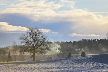 Letonya 'da buzlu tarlalarda yalnız bir meşe ağacı parlayan gökyüzünün altında sabah sisi yükselirken duruyor..