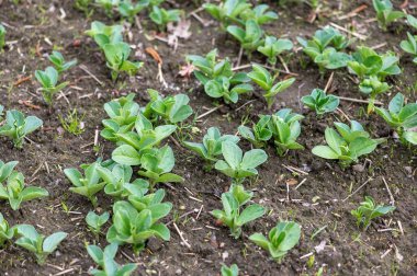 Letonya 'daki zengin tarım arazilerinden taze yeşil filizler yükselir, bu da yeni büyümeyi ve ilkbahar yenilemesinin erken vaatlerini simgeler..