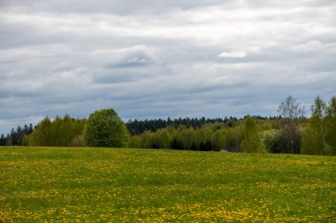 Çarpıcı bulutlu gökyüzünün altında çiçek açan karahindibalarla dolu geniş bir Letonya çayırı kırsal doğada baharın sakin enerjisini yakalıyor..