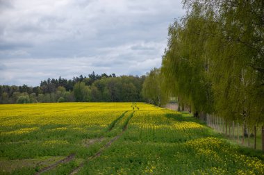 Uçsuz bucaksız bir Letonya çayırı ormana doğru uzanır, sarı bahar çiçekleri ve traktör yollarıyla dolu titreşen arazide zikzak çizer..