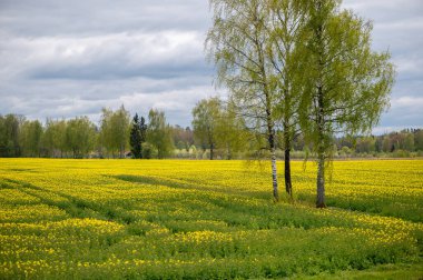 Letonya 'daki sınırsız sarı kolza tohumu tarlaları dramatik bahar gökyüzünün altındaki huş ağaçlarına ve ormanlara doğru uzanıyor..
