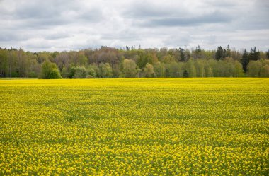 Sonu gelmeyen sarı kolza tohumu, Letonya topraklarında açarken, uzun huş ağaçları hafif rüzgarda duruyor, tarlalar ve uzak bahar ormanları arasındaki sınırı işaret ediyor..