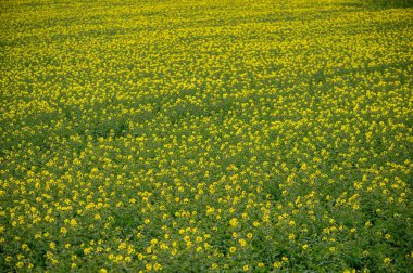 Yoğun sarı kolza tohumu çiçeklerinin yakın görüntüsü Letonya bahar tarım arazilerinin zengin dokusunu ve canlılığını tam çiçeklenerek yakalar..