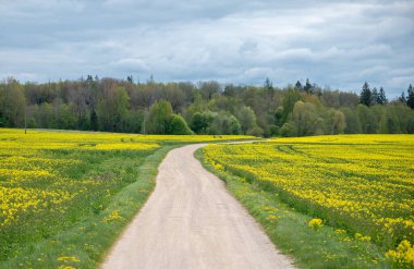 Sakin bir toprak yol, yoğun orman ve yumuşak bahar ışığı ile çerçevelenmiş Letonya 'nın göz alıcı kolza tohumu tarlalarından geçer ve sakin bir kırsal atmosfer yaratır..