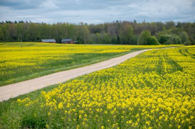 Dolambaçlı bir köy yolu, bulutlu bir bahar gökyüzünün altındaki parlak Letonya kolza tohumu tarlalarından geçer. Uzak ahşap evler ve orman kenarları, canlı manzarayı yumuşatır..