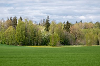 Canlı bir Letonya huş ağacı ve ladin ormanı, ılık bahar ışığının dokunduğu zengin yeşil bir tarlaya sınır çizer..