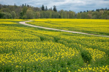 Süpürülen Letonya 'nın kolza tohumu tarlası, kıvrımlı toprak bir yoldan geçen, parlak sarı tonlarda parlar. Ormandaki bahar ufkuna doğru gidiyor..