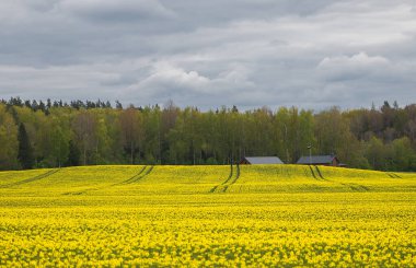 Bitmek bilmeyen kolza tohumu Letonya topraklarına yayılır. Karanlık ormanlar ve uzak çiftliklerle çelişir..