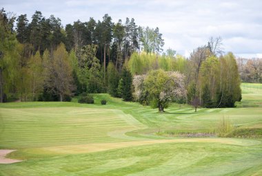 Çizgili çimenli golf sahası, çiçek açan meyve bahçesi ağaçları ve katmanlı bir bahar arkaplanı oluşturan yüksek çam ormanı..