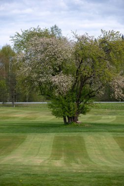 Çiçek açan büyük bir meyve bahçesi ağacı, uzak huş ağaçları ve yumuşak bahar gökyüzü tarafından çerçevelenmiş golf sahasında biçilmiş yeşil tepelerin üzerinde yükselir..