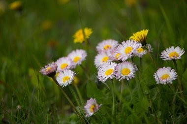 Letonya 'da canlı bahar çimlerinde, yumuşak yeşillikler ve dağınık sarı çayır çiçekleriyle çevrili bir grup Bellis perennis papatyası çiçek açar..