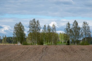 Zarif huş ağaçları, yumuşak bahar ışıklarıyla aydınlatılan ve uzak orman ve bulutlarla çerçevelenmiş bir Letonya tarlasının ötesinde nazik bir sıra halinde dururlar..
