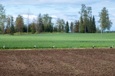 Beş beyaz leylek, uzak ormanlar ve yumuşak bahar bulutları tarafından desteklenen Letonya kırsalında, sürülmüş toprak ve yeşil ekinlerin sınırı boyunca seyahat eder..