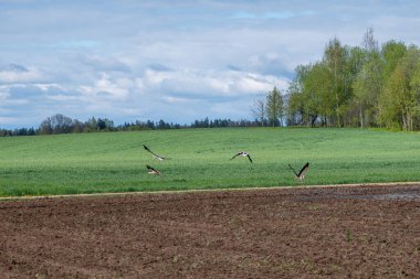 Bir grup beyaz leylek yemyeşil Letonya tarlalarının üzerinde uçuyor, kanatları yumuşak desenli bahar gökyüzüne doğru yayılıyor..