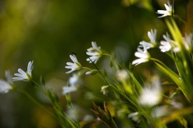 Narin kır çiçekleri, sıcak güneş ışığında parıldıyor. Küçük bir böcek, bir yaprağın üzerinde dinleniyor. Letonya 'nın çayırlarında sakin bir bahar anını yakalıyor..