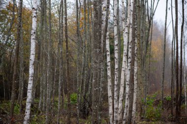 İnce huş gövdeleri sessiz bir sonbahar ormanı içinde birbirine yakın yükselir. Sönük renkler ve yumuşak ışık Letonya 'da sakin bir orman atmosferi yaratır..