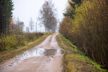 Yağmur birikintisi olan dar, çamurlu bir orman yolu sonbahar çalıları ve ağaçlar arasında ilerler ve Letonya 'da nemli ve sessiz bir kırsal manzara yaratır..