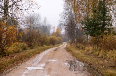 Yağmur birikintileri olan çamurlu bir orman yolu, Letonya kırsalının sakin atmosferini yansıtan renkli sonbahar bitkilerinden geçer..