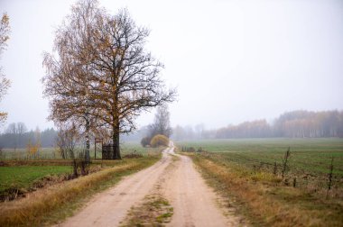 Boş toprak yol açık tarlalarda ve bulutlu gökyüzünün altındaki sonbahar ağaçlarında uzanıyor. Letonya 'da çekilen huzurlu kırsal manzara.