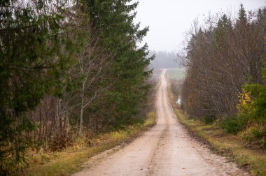 Uzun toprak yol, Letonya 'da sakin bir kırsal alan oluşturan sisli sonbahar gökyüzünün altında ladin ve huş ağaçlarıyla dolu bir orman koridoruna uzanıyor..