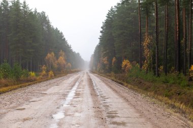 Sonbahar renkleri ve hafif sis ile çam ormanlarında uzanan düz toprak yol derinlik, yalnızlık ve Letonya 'da bir yolculuk hissi yaratıyor..