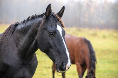 Sessiz bir sonbahar gününde çayırlarda sakince duran beyaz bir yüz izi olan siyah bir atın portresi..