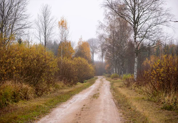 Huş ağaçları ve sonbahar çalıları arasında dar bir toprak yol uzanır, Letonya kırsalının yumuşak ışığı altında huzurlu bir kırsal alan oluşturur..