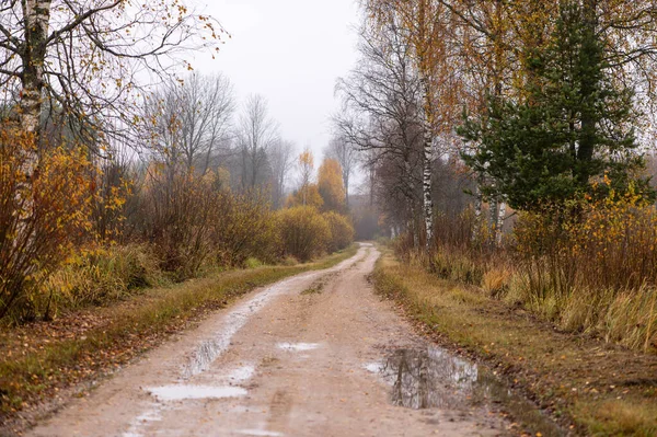 Yağmur birikintileri olan çamurlu bir orman yolu, Letonya kırsalının sakin atmosferini yansıtan renkli sonbahar bitkilerinden geçer..