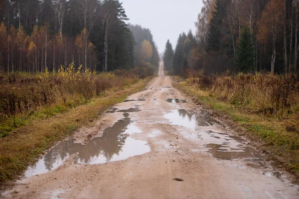Yağışlı sonbahar ağaçlarını yansıtan büyük su birikintileriyle ıslak toprak yol, Letonya 'nın ormanlık kırsal kesimlerine doğru yumuşak bulutlu ışık altında ilerliyor..